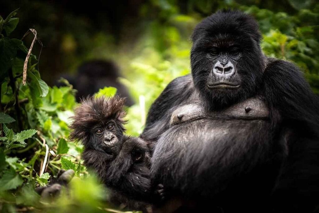 2 Days Rwanda Luxury Gorilla Trekking Safari. 25 gorilla trekking experience 13