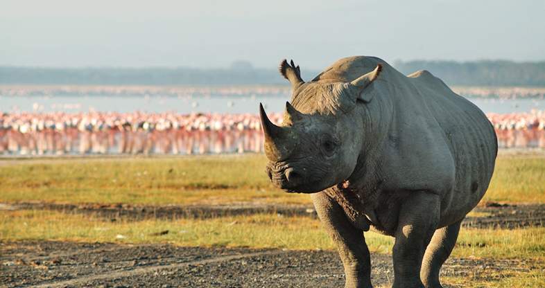 2 NIGHTS MASAI MARA GAME RESERVE/LAKE NAKURU NATIONAL PARK. 74 05 sarova lion hill game lodge lake nakuru 786x416 1