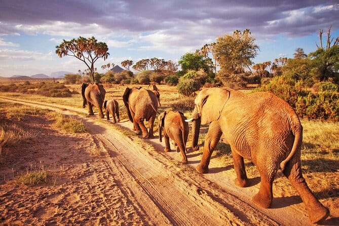 One Day TSAVO EAST National Park Safaris 73 0a