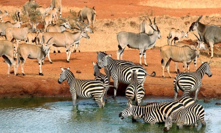 2 Nights Tsavo West National Park Safari -Code: WTH – 018/SAF-7 52 Animals Of Tsavo West