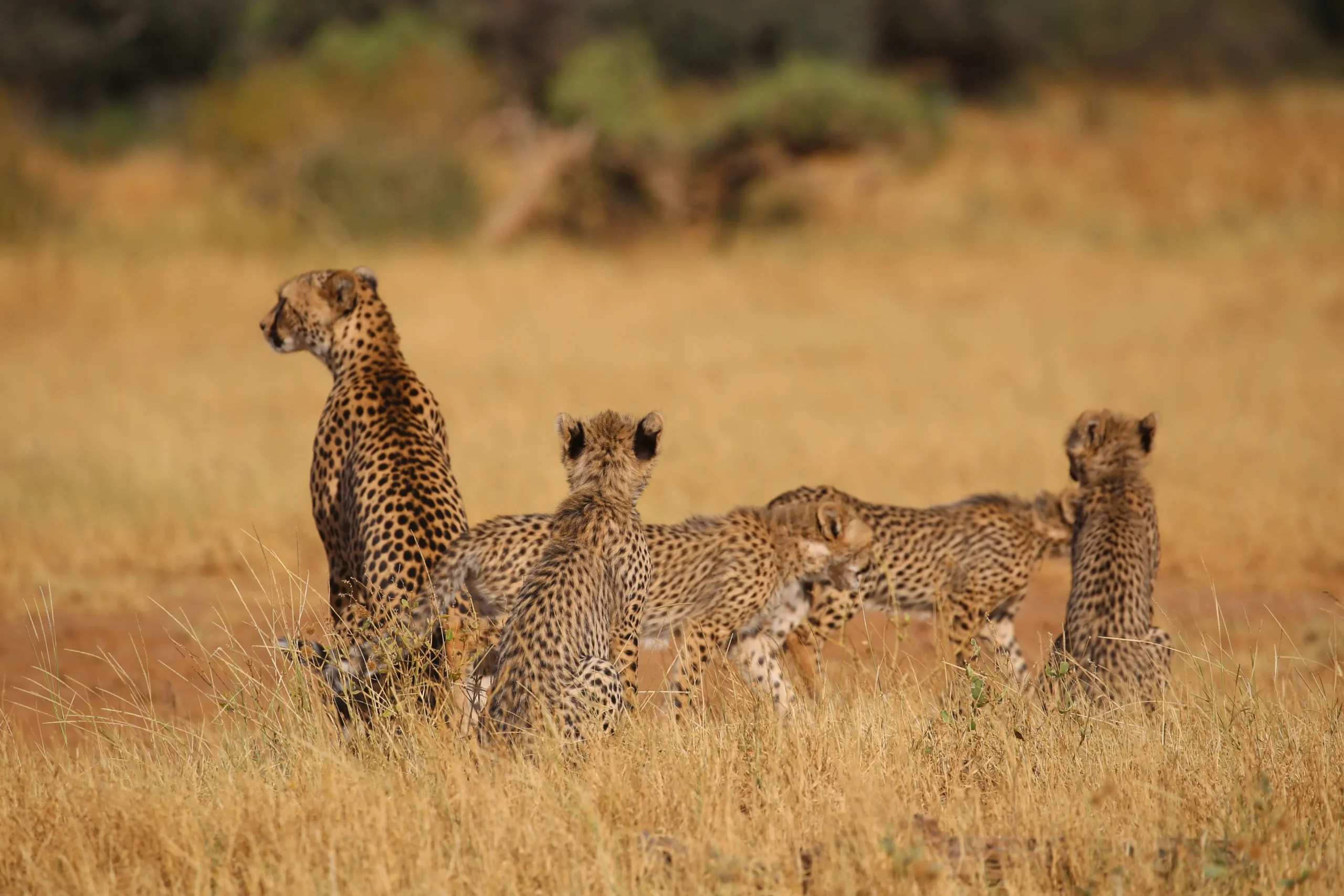 9 NIGHTS MT. KENYA NATIONAL PARK/SAMBURU NATIONAL RESERVE/LAKE NAIVASHA/LAKE NAKURU NATIONAL PARK/LAKE BARINGO & BOGORIA/MASAI MARA GAME RESERVE. 4 IMG 9115 scaled 1