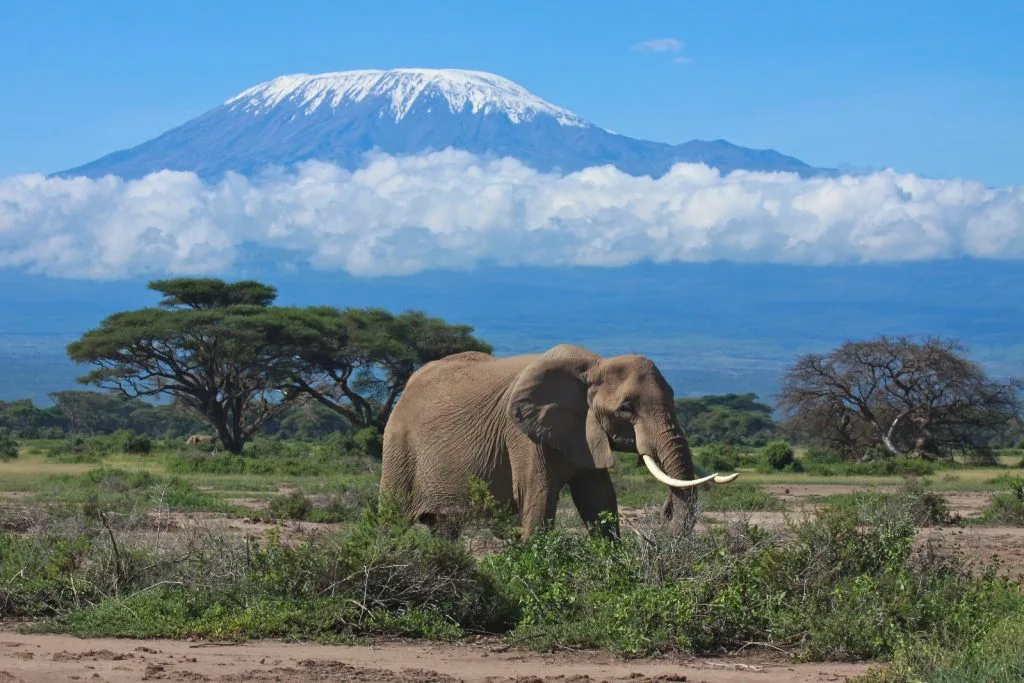 One night Tsavo East National Park Safaris