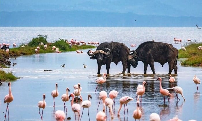 ONE NIGHT LAKE NAKURU NATIONAL PARK 27 Lake Nakuru National Park 2 2