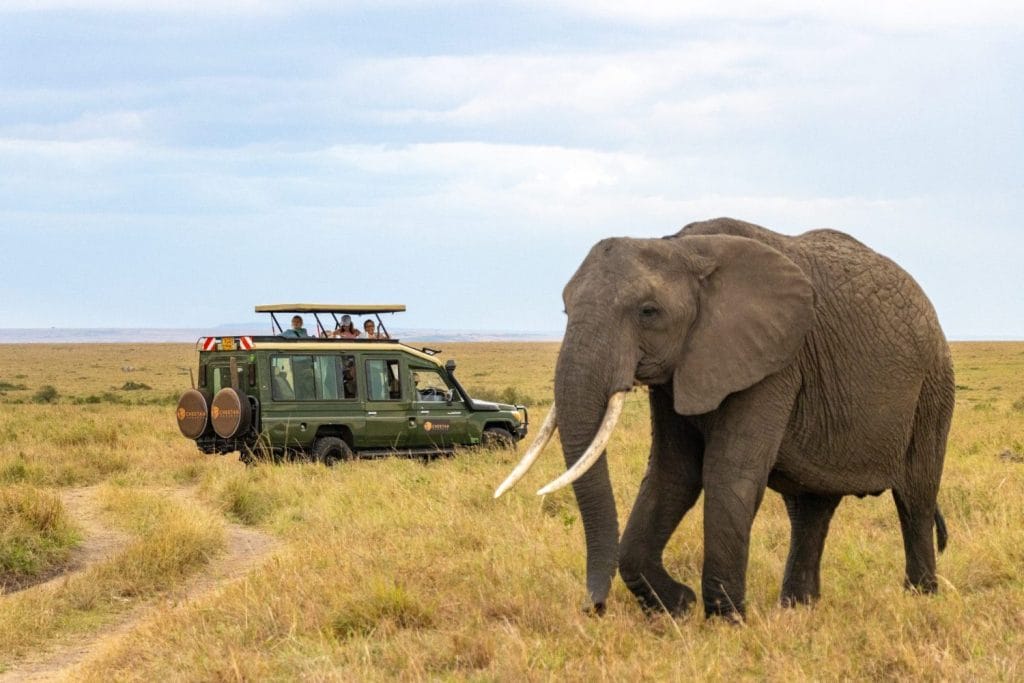 2 Nights Tsavo East & Tsavo West Safari -WTH – 017/SAF-6 76 Luxury Safaris African Safaris Safaris and Tours Cheetah Safaris 1024x683 1
