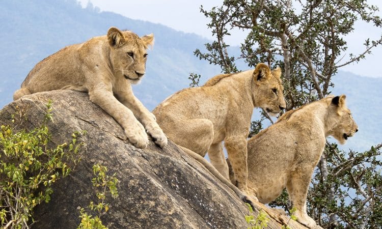 4 NIGHTS AMBOSELI NATIONAL PARK/MASAI MARA NATIONAL RESERVE 76 Tsavo East National Park Destination 750x450 1
