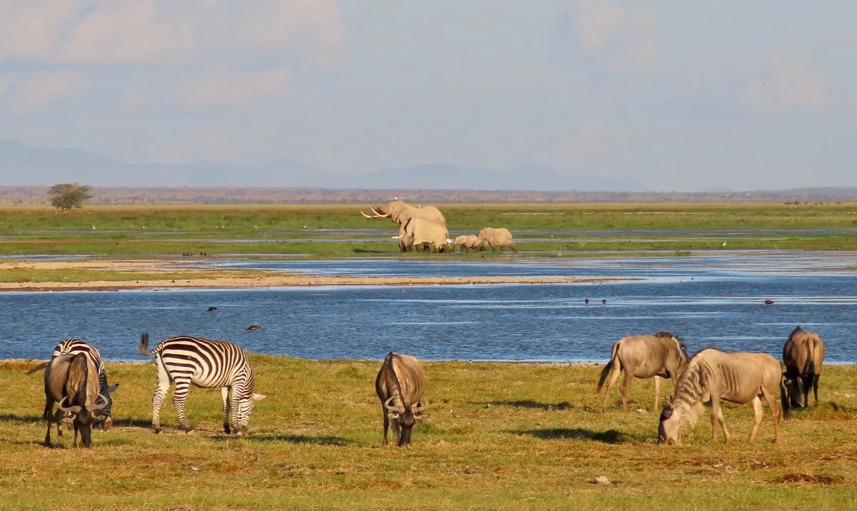 2 NIGHTS MASAI MARA GAME RESERVE/LAKE NAKURU NATIONAL PARK. 76 Week 4 Blog 3.jpeg 1920w