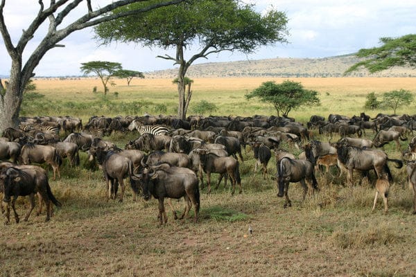 8 NIGHTS TSAVO EAST, WEST, AMBOSELI NATIONAL PARK AND MASAI MARA NATIONAL RESERVE, LAKE NAKURU NATIONAL PARK AND MT. KENYA NATIONAL PARK 25 Wildlife 09099e97 dda6 4c7b a03d b97d562c422a grande