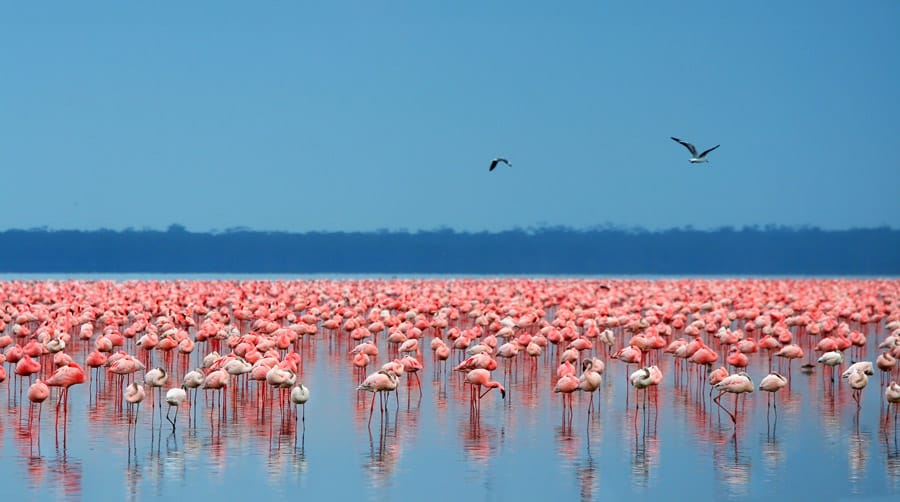 ONE NIGHT LAKE NAKURU NATIONAL PARK 26 africa kenya lake nakuru gallery flamingos