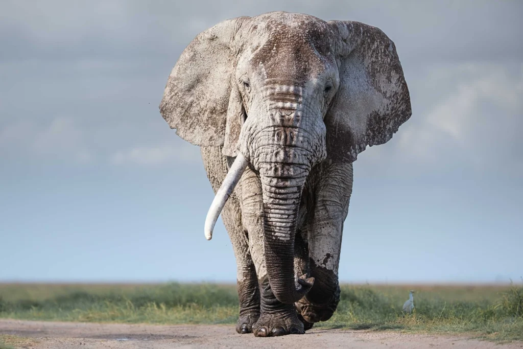 4 NIGHTS AMBOSELI NATIONAL PARK/MASAI MARA NATIONAL RESERVE 43 amboseli elephants 00003