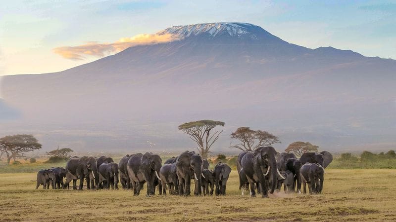 5 NIGHTS AMBOSELI NATIONAL PARK/MASAI MARA NATIONAL RESERVE/LAKE NAKURU NATIONAL PARK 31 content