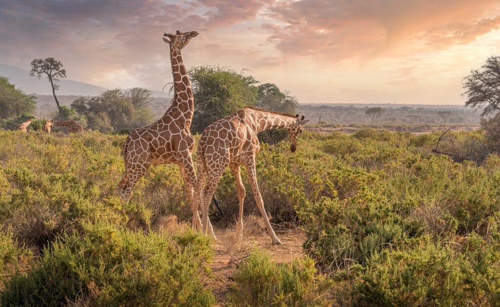 giraffes 7238815 1280