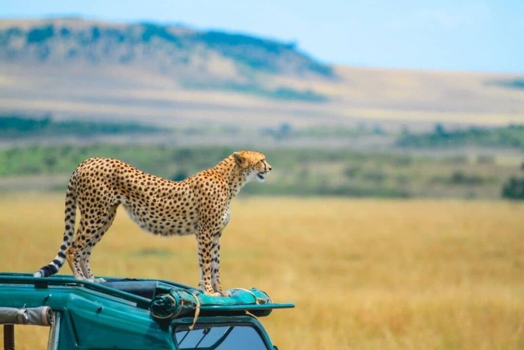 6 NIGHTS - MASAI MARA GAME RESERVE/LAKE NAKURU NATIONAL PARK/AMBOSELI NATIONAL PARK/TSAVO EAST AND WEST NATIONAL PARKS. 7 maasai cheetah
