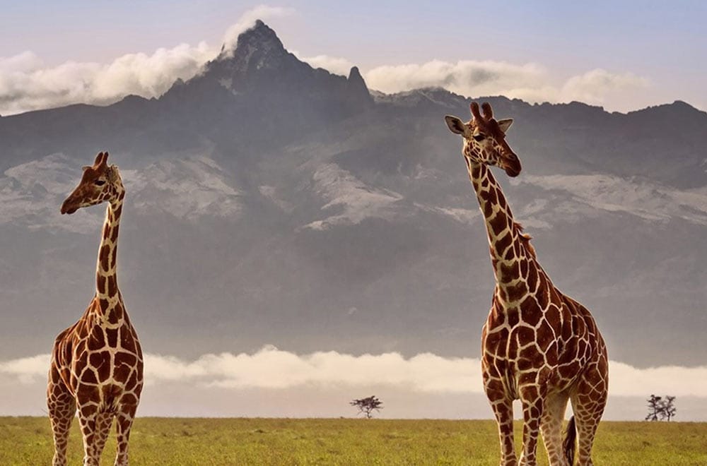 6 NIGHTS - MT.KENYA NATIONAL PARK/AMBOSELI NATIONAL PARK/MASAI MARA NATIONAL RESERVE/LAKE NAKURU NATIONAL PARK. 19 mt kenya national park gallery3
