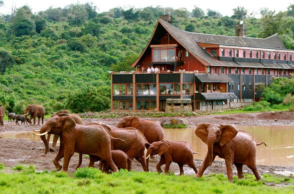 the ark elephants aberdare 590x390 1
