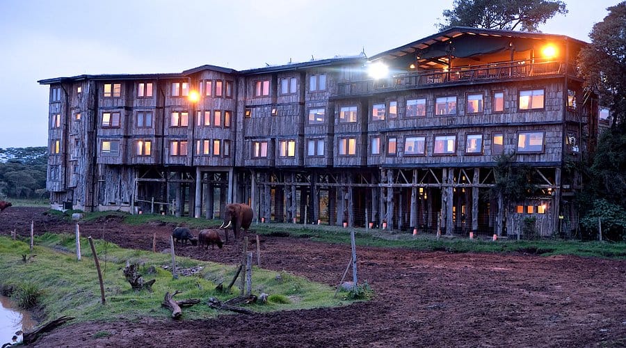 treetops exterior evening