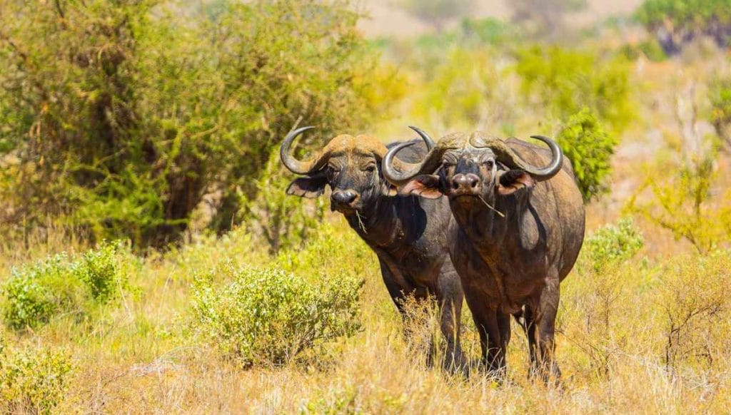 tsavo East buffaloes 1024x582 1
