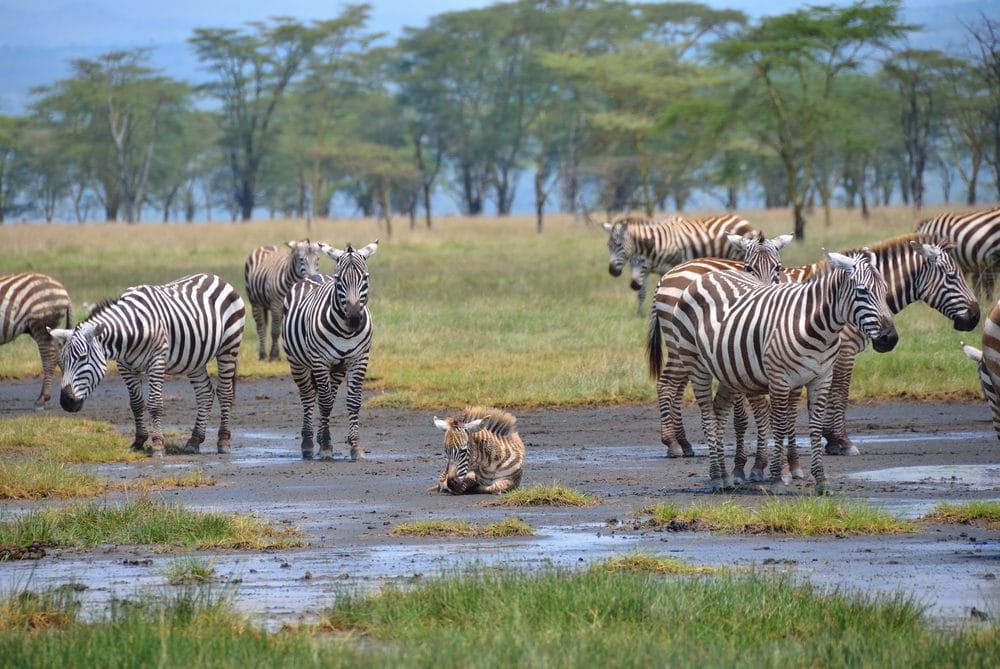 zebra