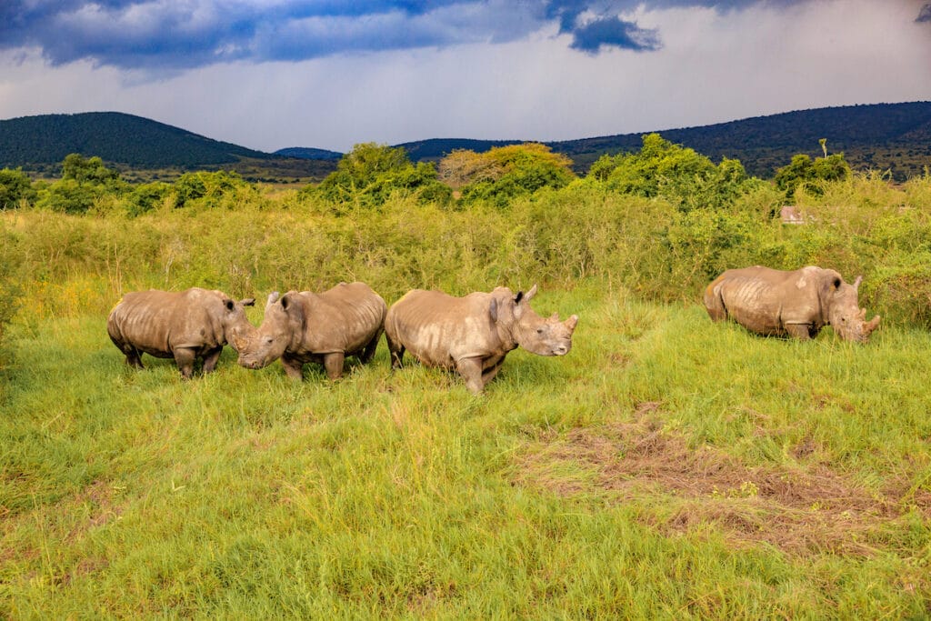Akagera National Park 13 054A1707