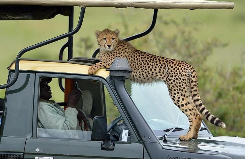 4days 3nights masai mara 4x4 jeep safari