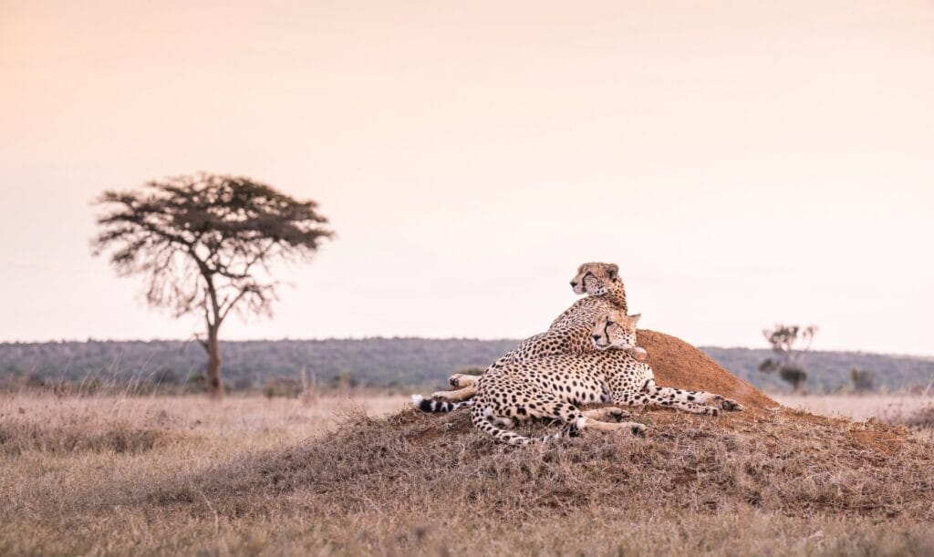 4 Nights/5 Days Flying Safari-Governors Camp Safari 13 FR Mugie Wildlife 27