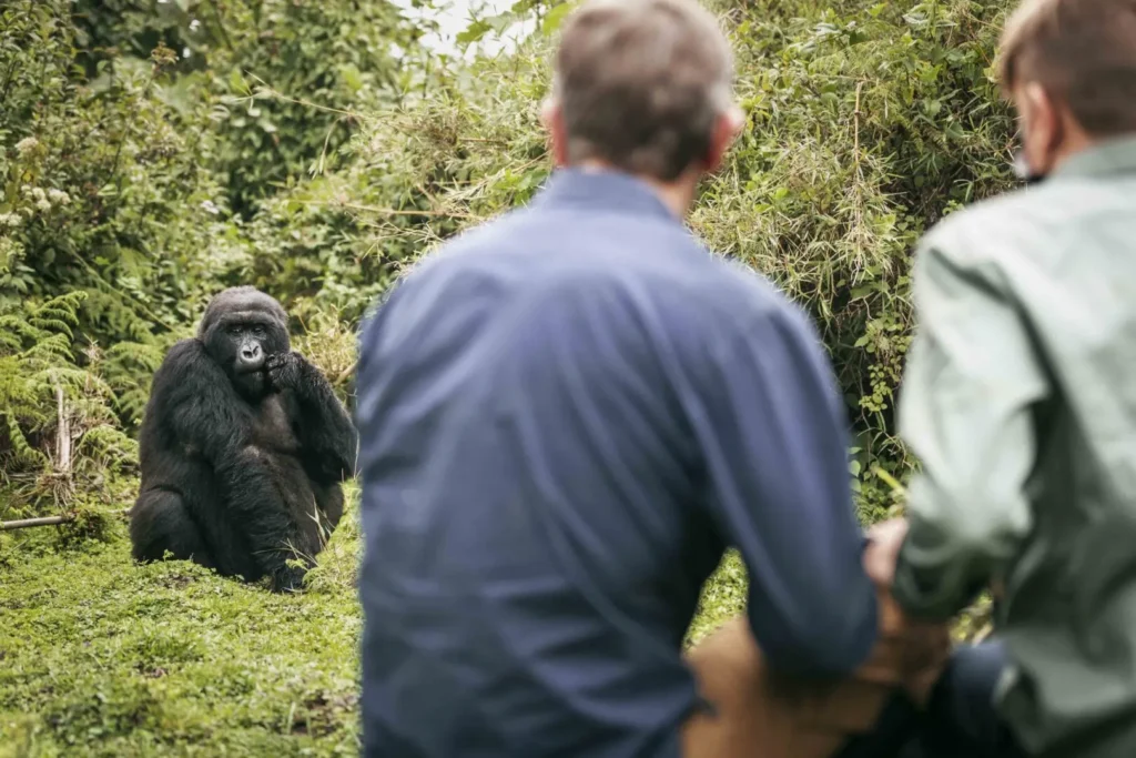 2 Nights/3 Days Exclusive Rwanda Luxury Mountain Gorilla Trekking. 19 Gorilla trekking in Rwanda.jpg