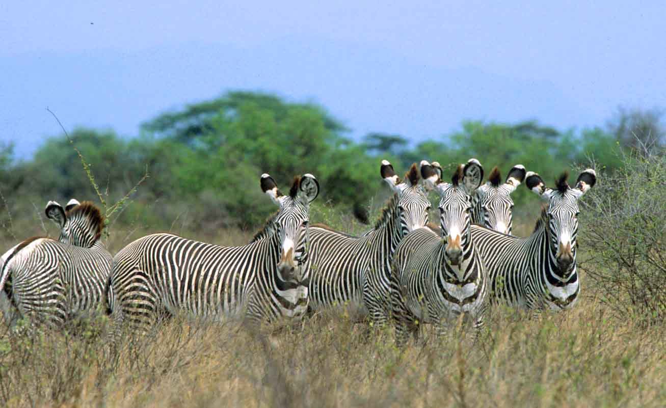 8 Days Kenya Safari – Nairobi/Meru NAtional Park/Loisaba Conservancy/Maasai Mara N.Reserve. 3 Grevy Zebra 2