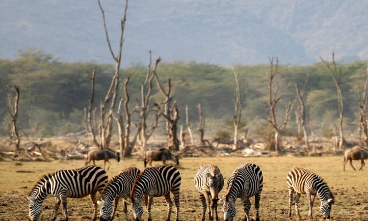 Day trip - Tarangire National Park or Lake Manyara National Park Lake Manyara National Park 4 Lake Manyara Wildlife 750x450 1