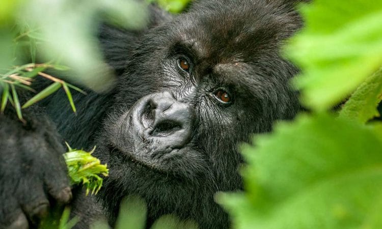2 Nights Rwanda Gorilla Safari ( Standard) 2 Mgahinga Gorilla National Park 750x450 1
