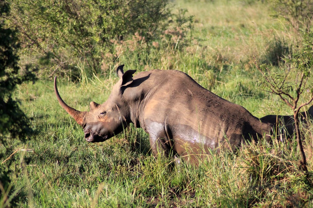 8 Days Kenya Safari – Nairobi/Meru NAtional Park/Loisaba Conservancy/Maasai Mara N.Reserve. 4 Mount Meru National Park rhino with long horn