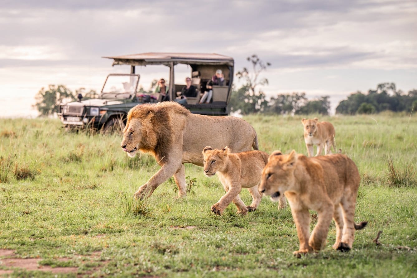 Extreme Splendour & Excitement - Flying Safari Programmes 171 Governors Camp Safari Option