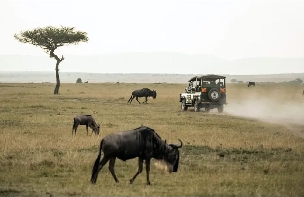 3 nights/4 days Ngorongoro/Tarangire 4 Wildlife Youll See on a Tanzania Safari Guide for First Time U.S. Visitors