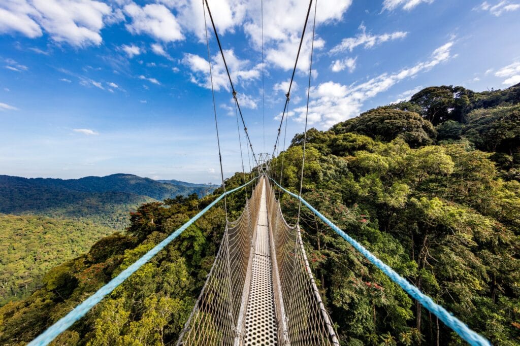 Nyungwe Forest Natinal Park 7 chimpanzee isumo walk tour scaled 1