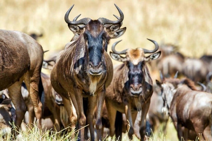 3 nights/4 days Ngorongoro/Serengeti/ Manyara 1 d304a98a 613f 42ee 9a1e dd73b484417b