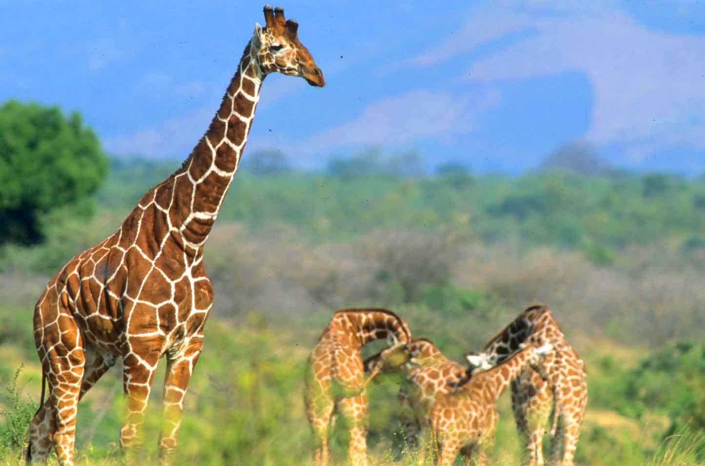 8 Days Kenya Safari – Nairobi/Meru NAtional Park/Loisaba Conservancy/Maasai Mara N.Reserve. 2 how to get to meru national park kenya