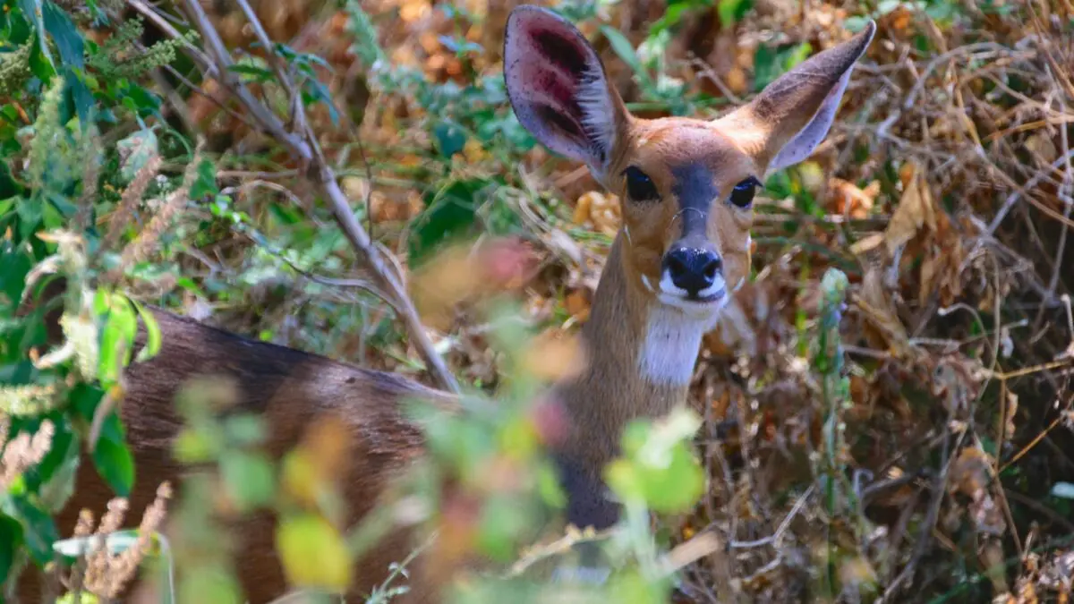8 Days Tanzania Safari: Tarangire National Park/Serengeti National Park/Ngorongoro Crater 2 kudu lake manyara national park 1200x675 1