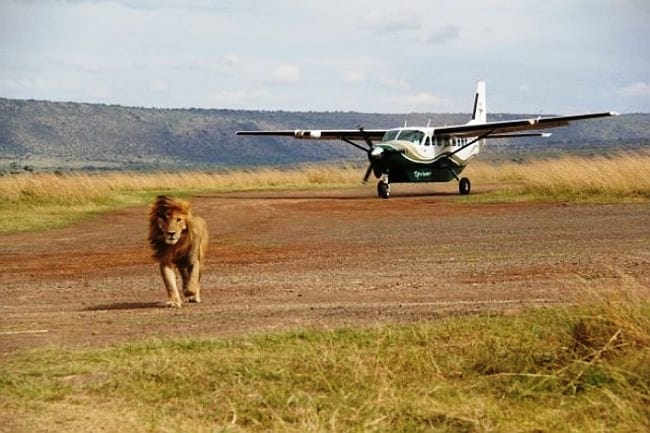 MARA FIG TREE CAMP – FLYING PACKAGE 43 mara air tour