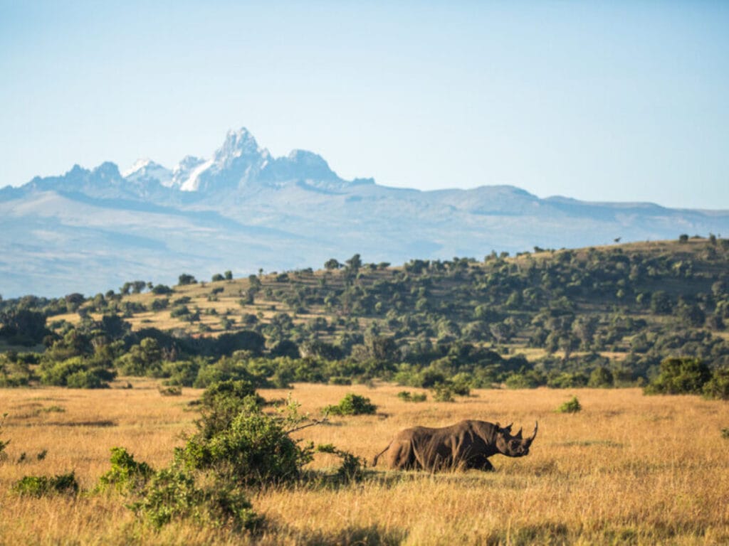 3 Nights Borana Conservancy, Laikipia, Northern Kenya 55 rsz black rhino infront of mopunt kenya sm 1200x900 1
