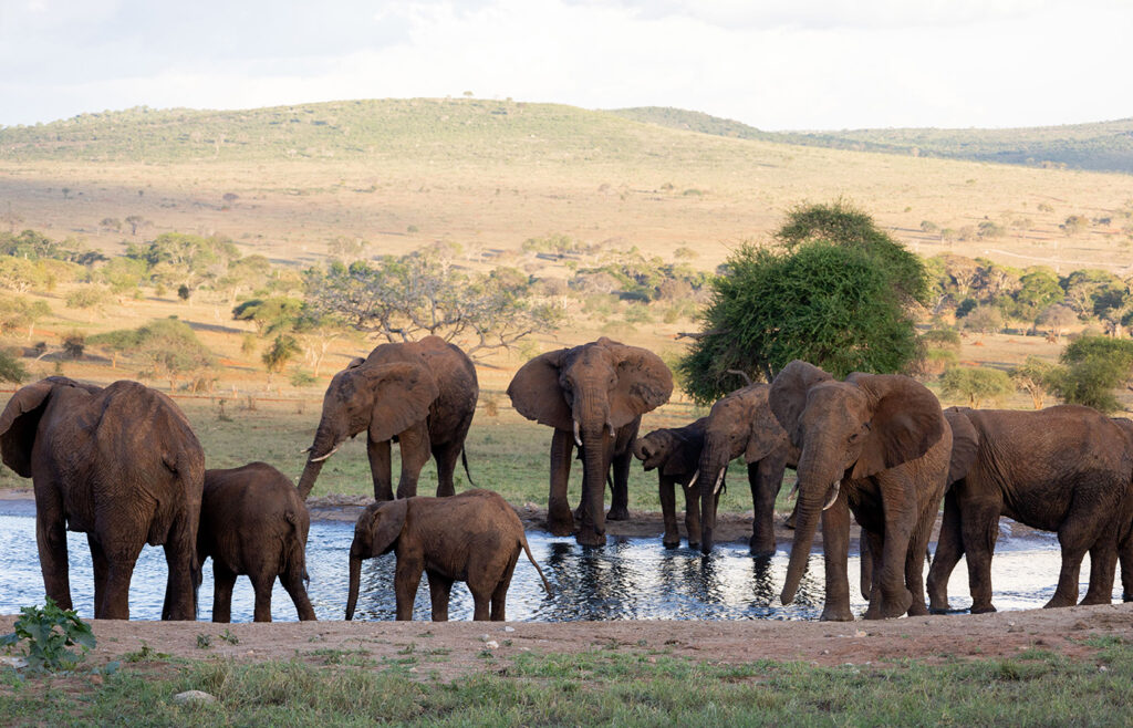 2 Nights Tsavo East & Taita Hills Safari
