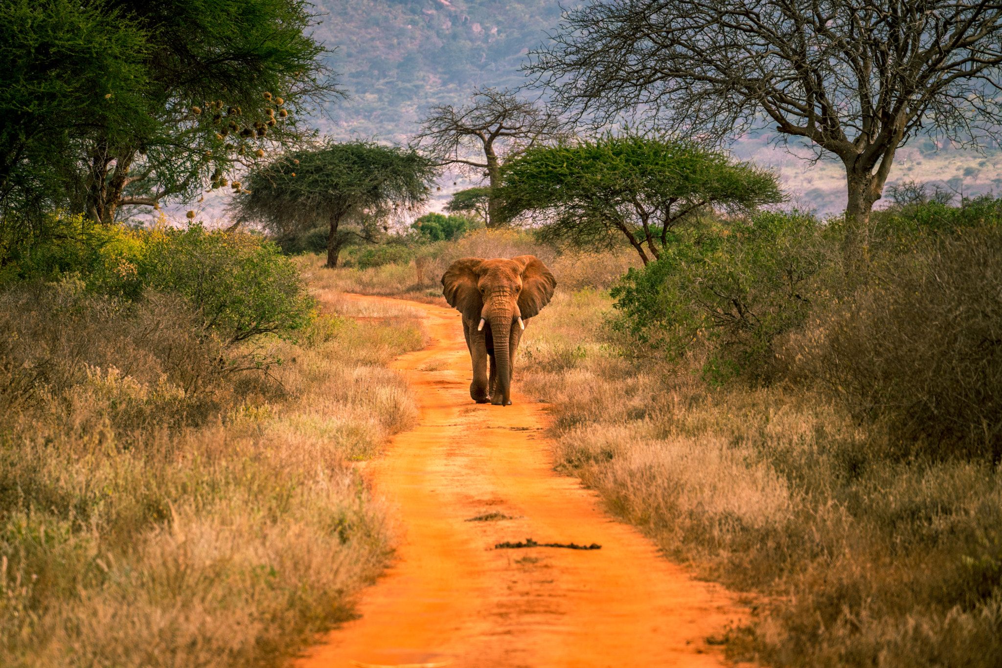 2 Nights Tsavo East & Tsavo West Safari -WTH – 017/SAF-6