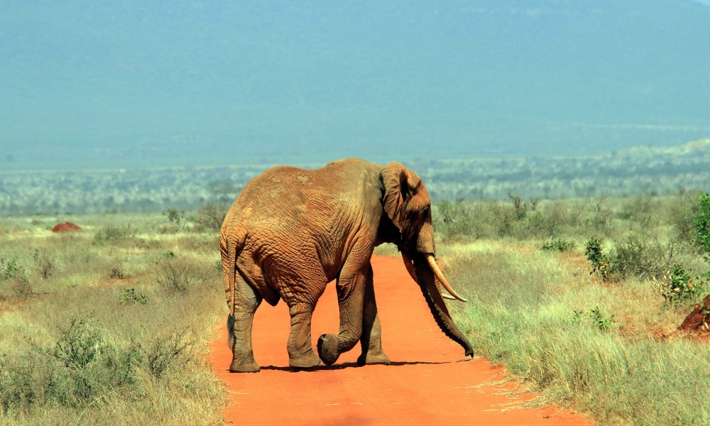 2 Nights Tsavo West National Park Safari -Code: WTH – 018/SAF-7