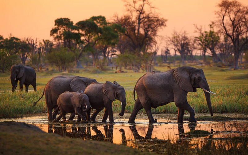 8 Days Tanzania Safari: Tarangire National Park/Serengeti National Park/Ngorongoro Crater