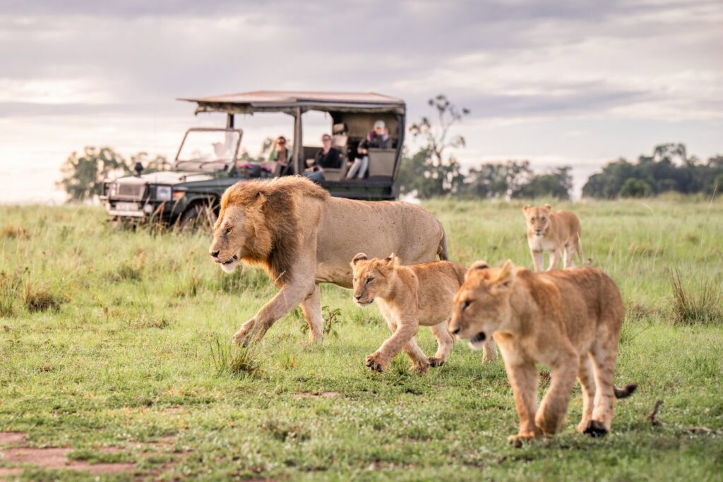 Governors Camp Safari Option