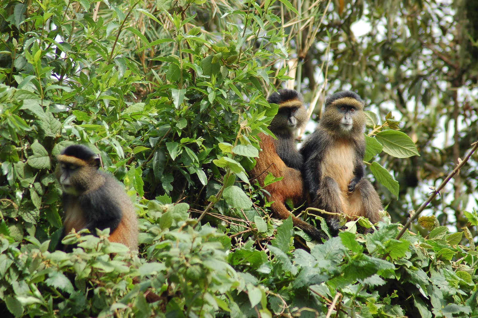 5 Days Luxury Rwanda Mountain Gorillas & Golden Monkey Trekking Tour.