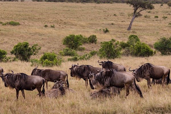 7 nights/8 days Tarangire/Ngorongoro/Serengeti/Manyara
