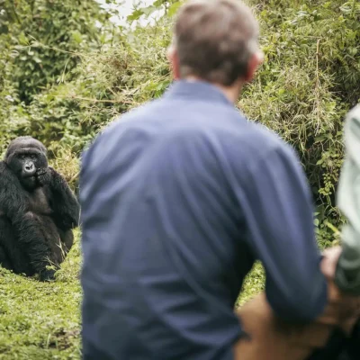 2 Nights/3 Days Exclusive Rwanda Luxury Mountain Gorilla Trekking.
