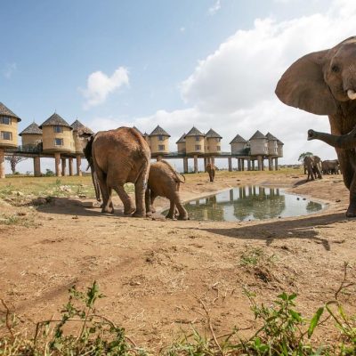 1 Night Taita Hills Game Sanctuary Safari