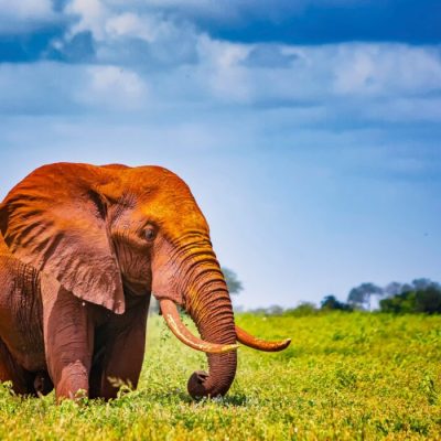 3 Nights Tsavo East, Tsavo West & Amboseli Safari-Code: WTH – 019/SAF-8