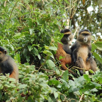 5 Days Luxury Rwanda Mountain Gorillas & Golden Monkey Trekking Tour.
