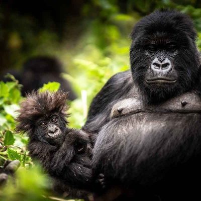 2 Days Rwanda Luxury Gorilla Trekking Safari.