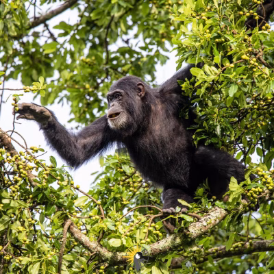 6 Days Exclusive Luxury Rwanda Safari with Mountain Gorilla Trek.